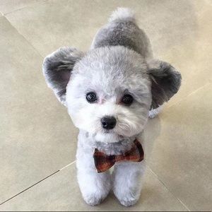 Meet your Posher, Danni